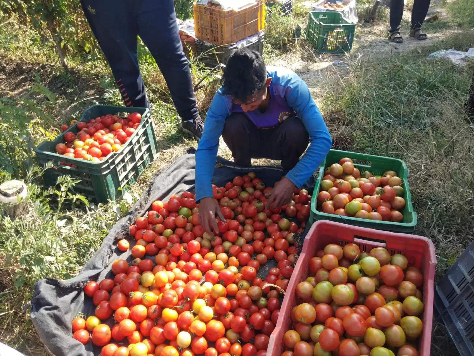 production of tomato